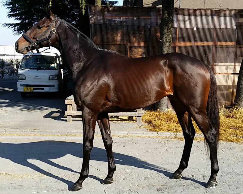 エイシンランチャー A Shin Launcher 牡 5歳 地方競馬 在籍