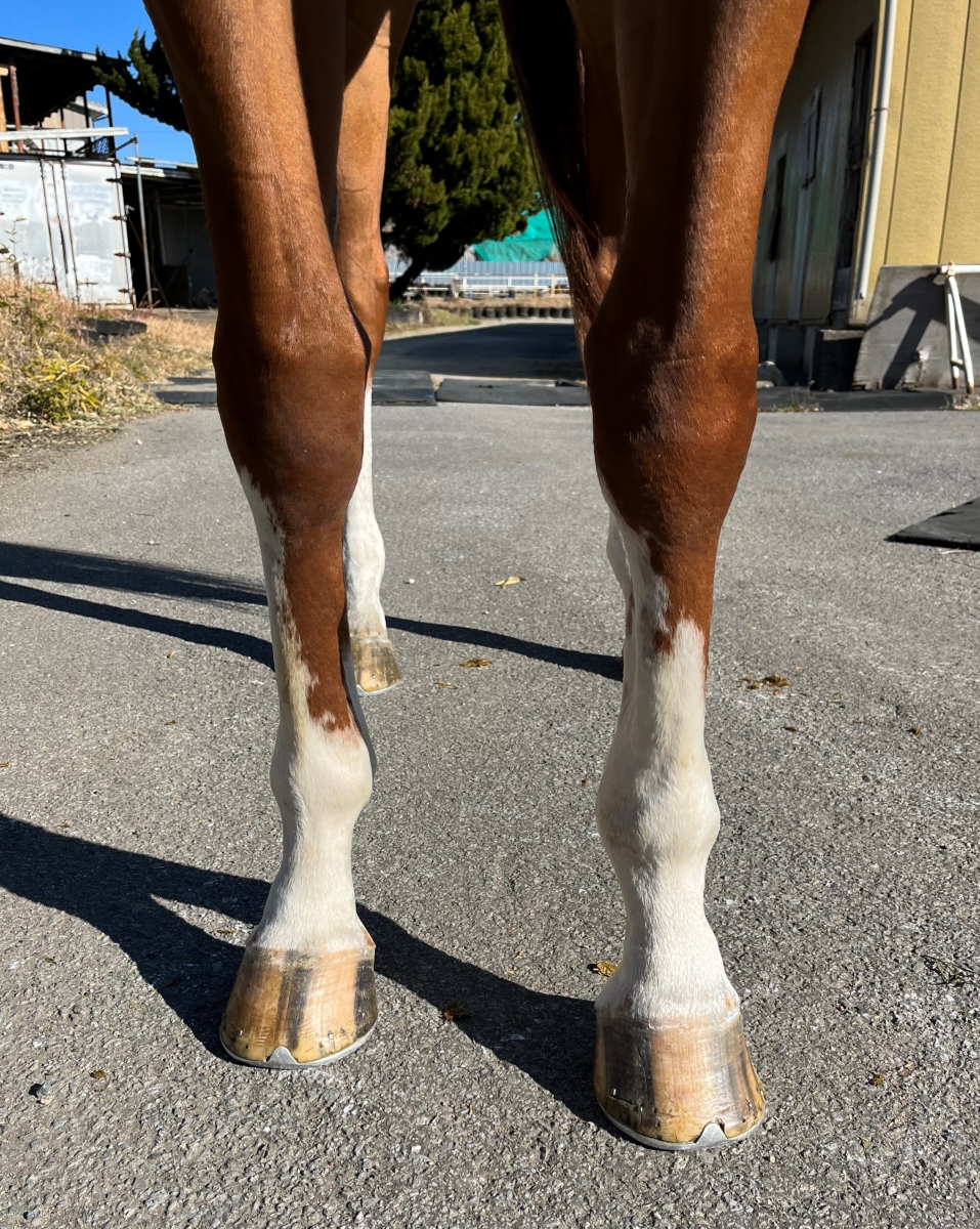 かわいい～！」 スーパークリーク 2枚 京都大賞典【現地購入的中馬券