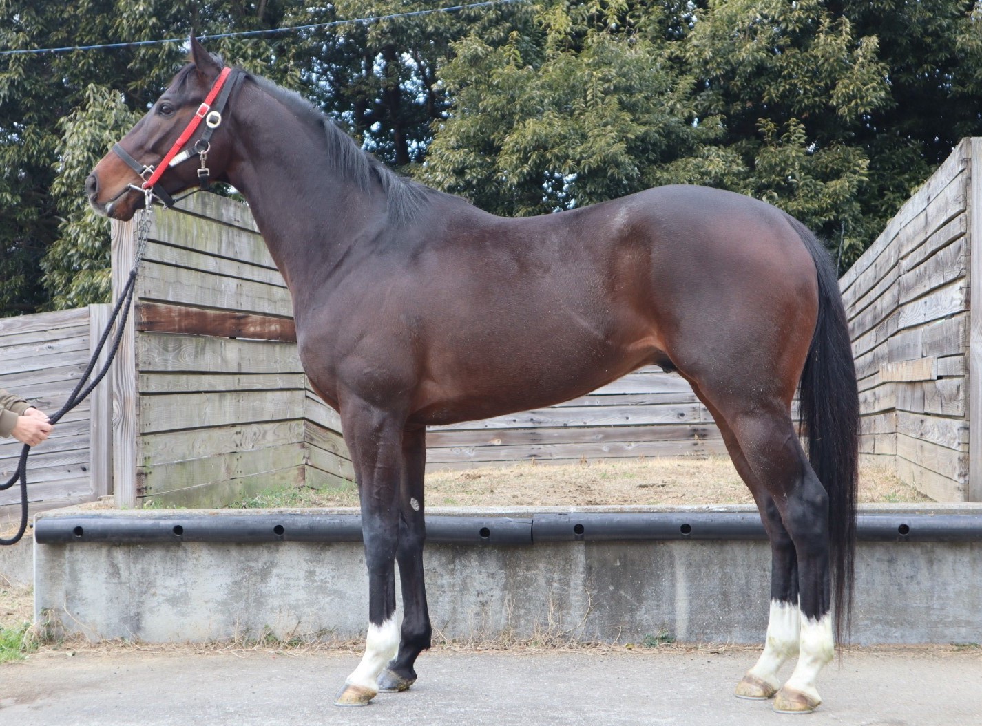 コスモクウ Cosmo Ku 牡 ４歳 中央競馬 登録抹消 サラブレッドオークション