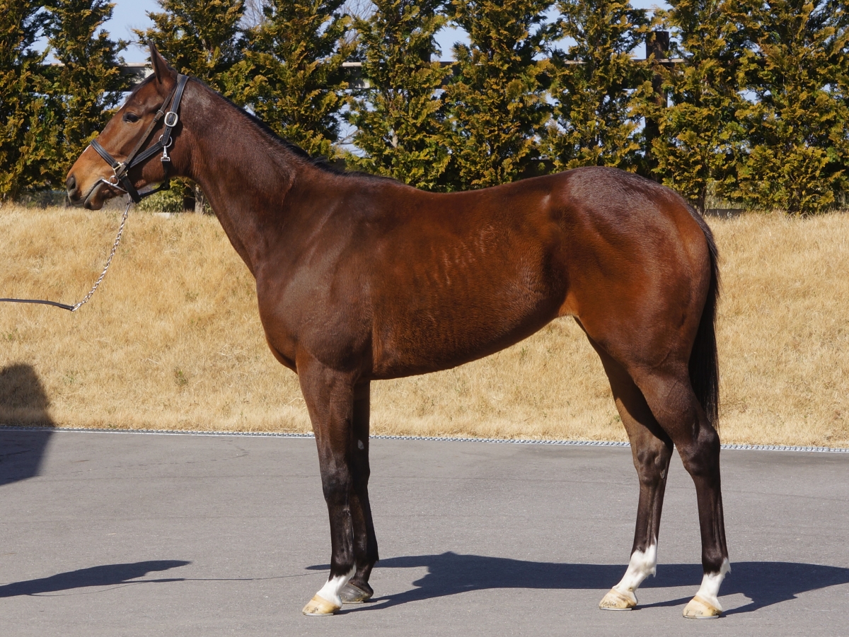 マサガッキー Masa Gakki 牝 ３歳 中央競馬 登録抹消 サラブレッド