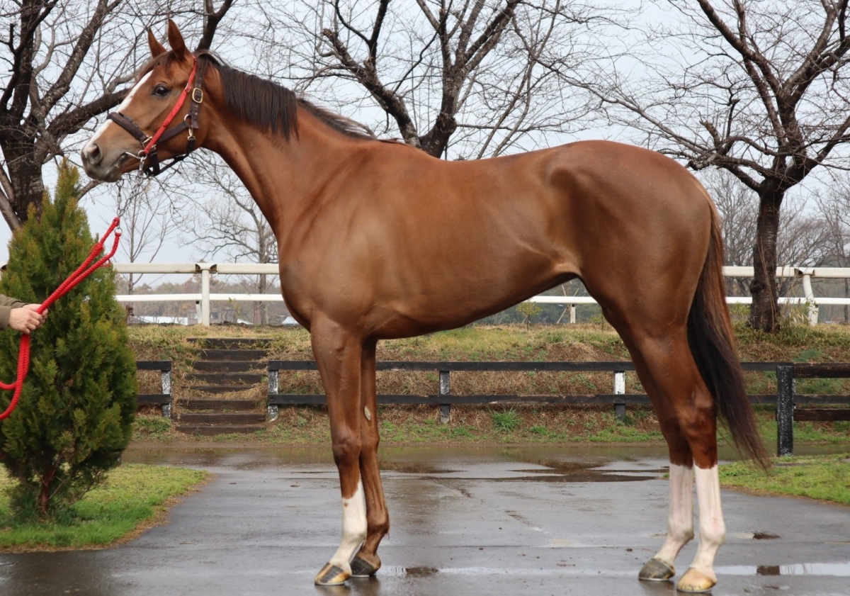 クンクンクン Kung Kung Kung 牝 ３歳 中央競馬 登録抹消 サラブレッドオークション