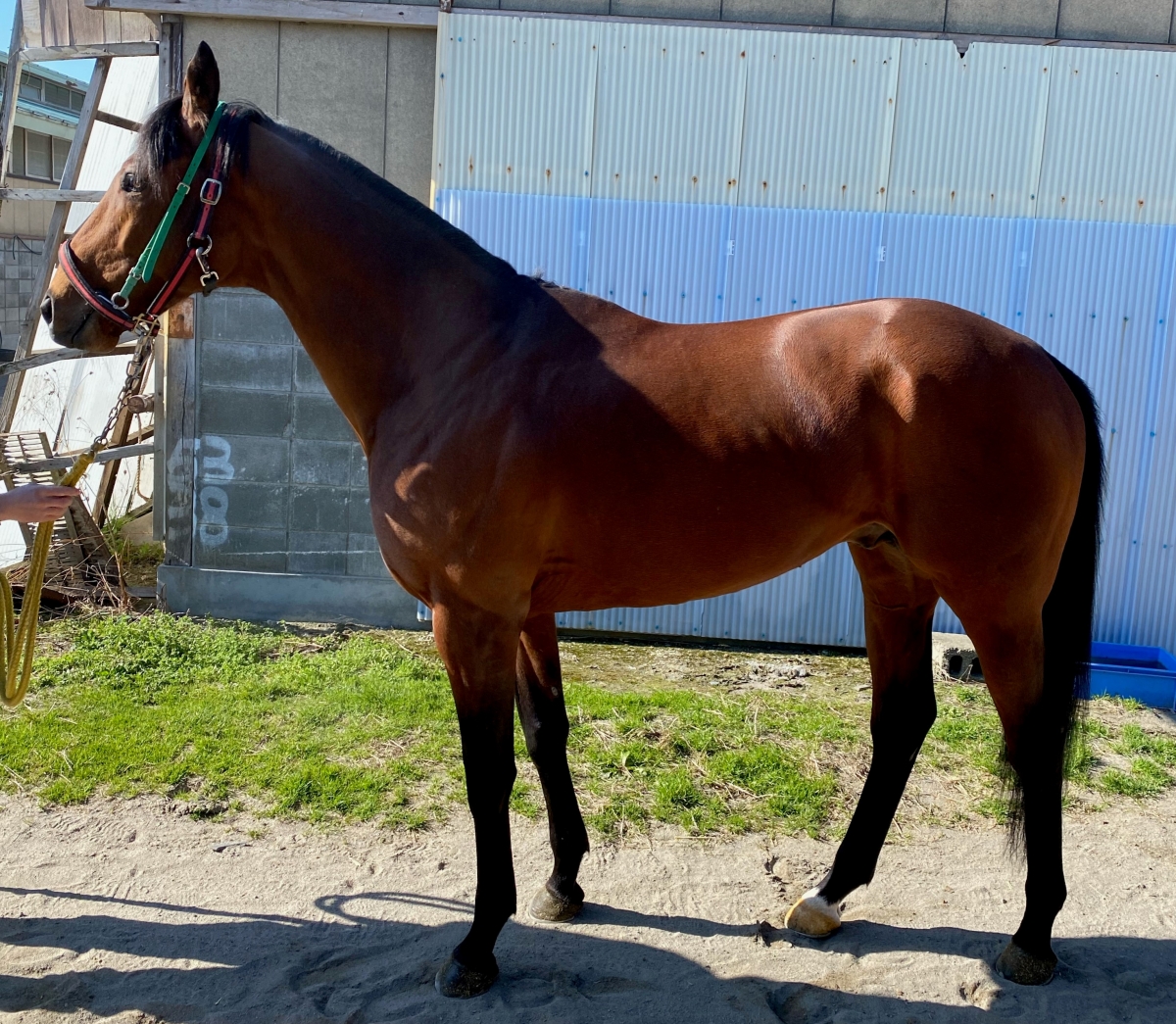 ケイアイマボラ Keiai Mavora 牡 ４歳 地方競馬 在籍 サラブレッドオークション