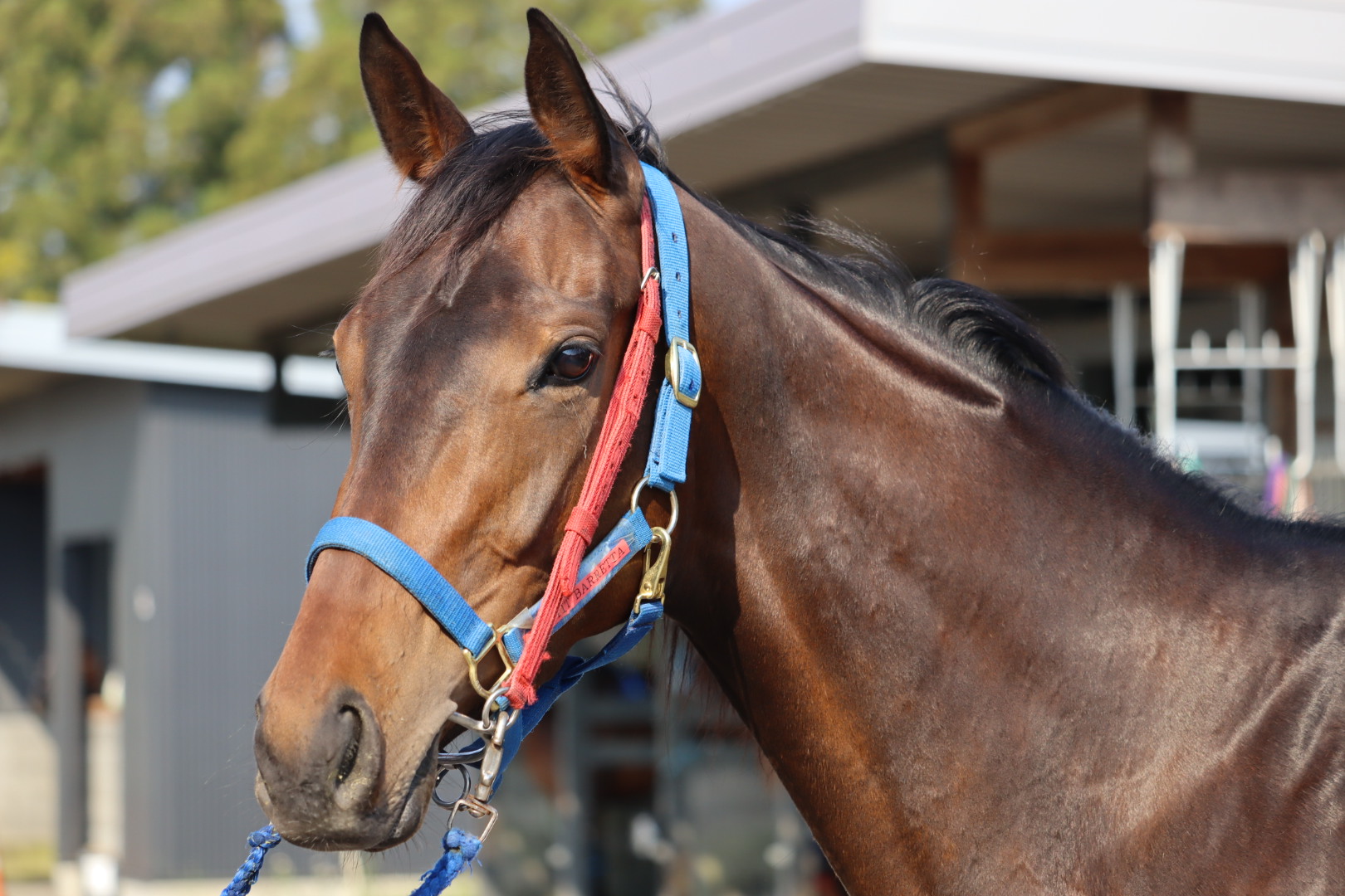 プティバレッタ Petit Barretta 牝 ３歳 地方競馬 在籍 サラブレッドオークション