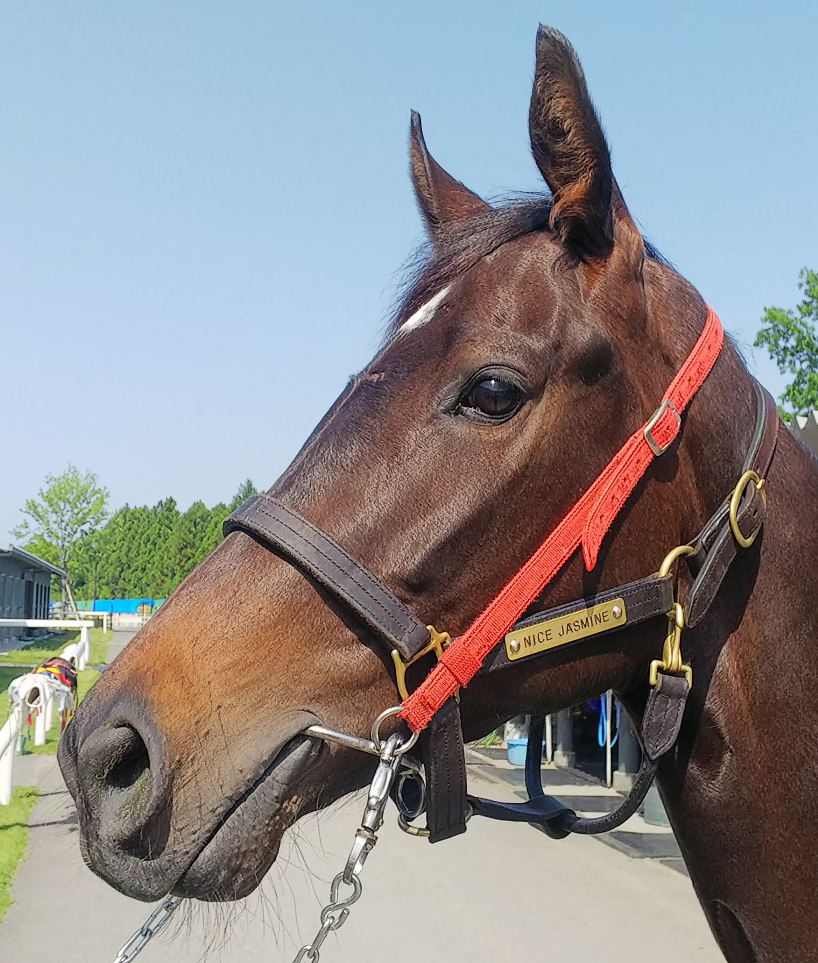 ナイスジャスミン Nice Jasmine 牝 ３歳 中央競馬 登録抹消 サラブレッドオークション