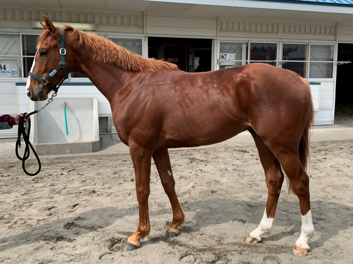 セントローレンスの19 St Lawrence 19 牡 ２歳 トレーニングセール上場の２歳馬 サラブレッドオークション