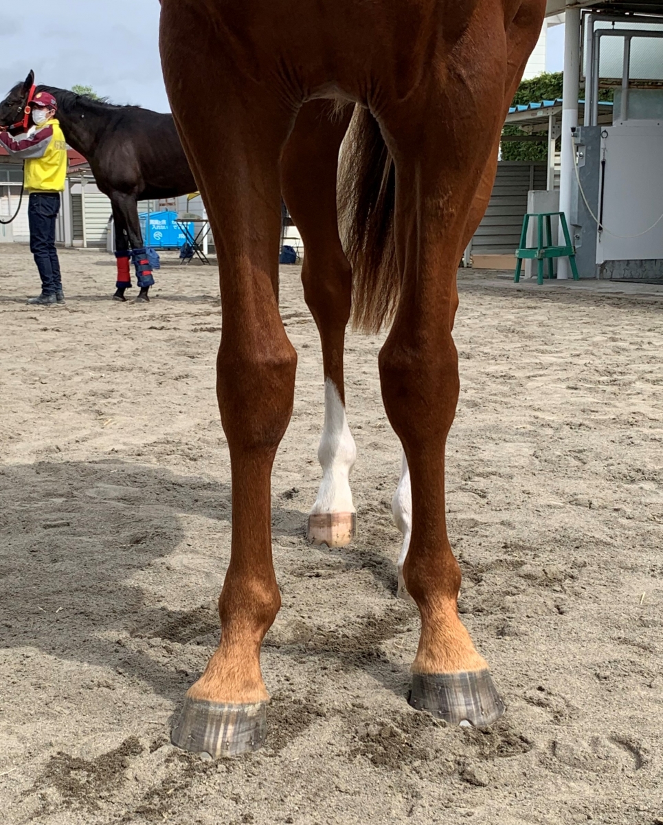 セントローレンスの19 St Lawrence 19 牡 ２歳 トレーニングセール上場の２歳馬 サラブレッドオークション