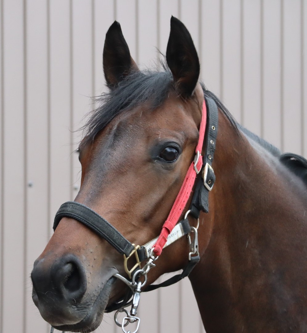 サンシエ Sensier 牝 ３歳 中央競馬 登録抹消 サラブレッドオークション