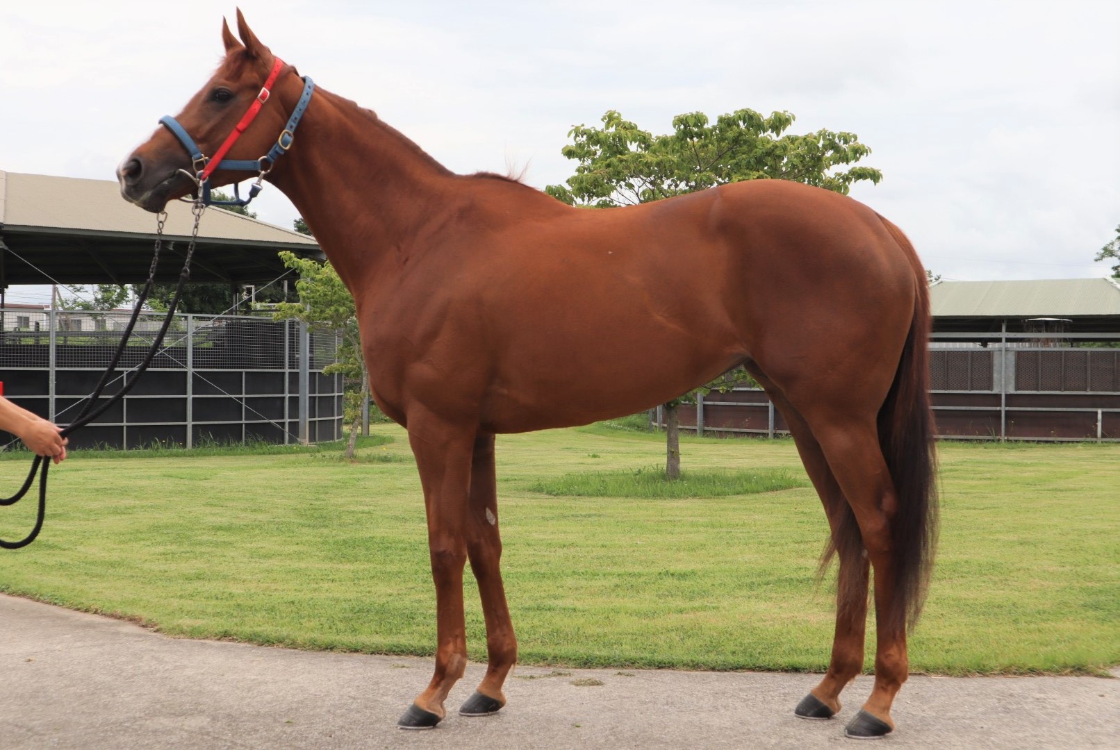 ヴァルドワーズ Val D Oise 牝 ５歳 繁殖牝馬 空胎 サラブレッドオークション