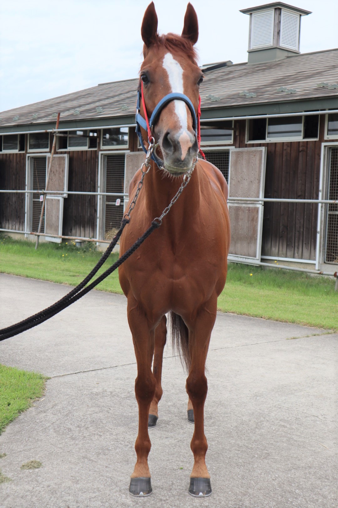 ヴァルドワーズ Val D Oise 牝 ５歳 繁殖牝馬 空胎 サラブレッドオークション