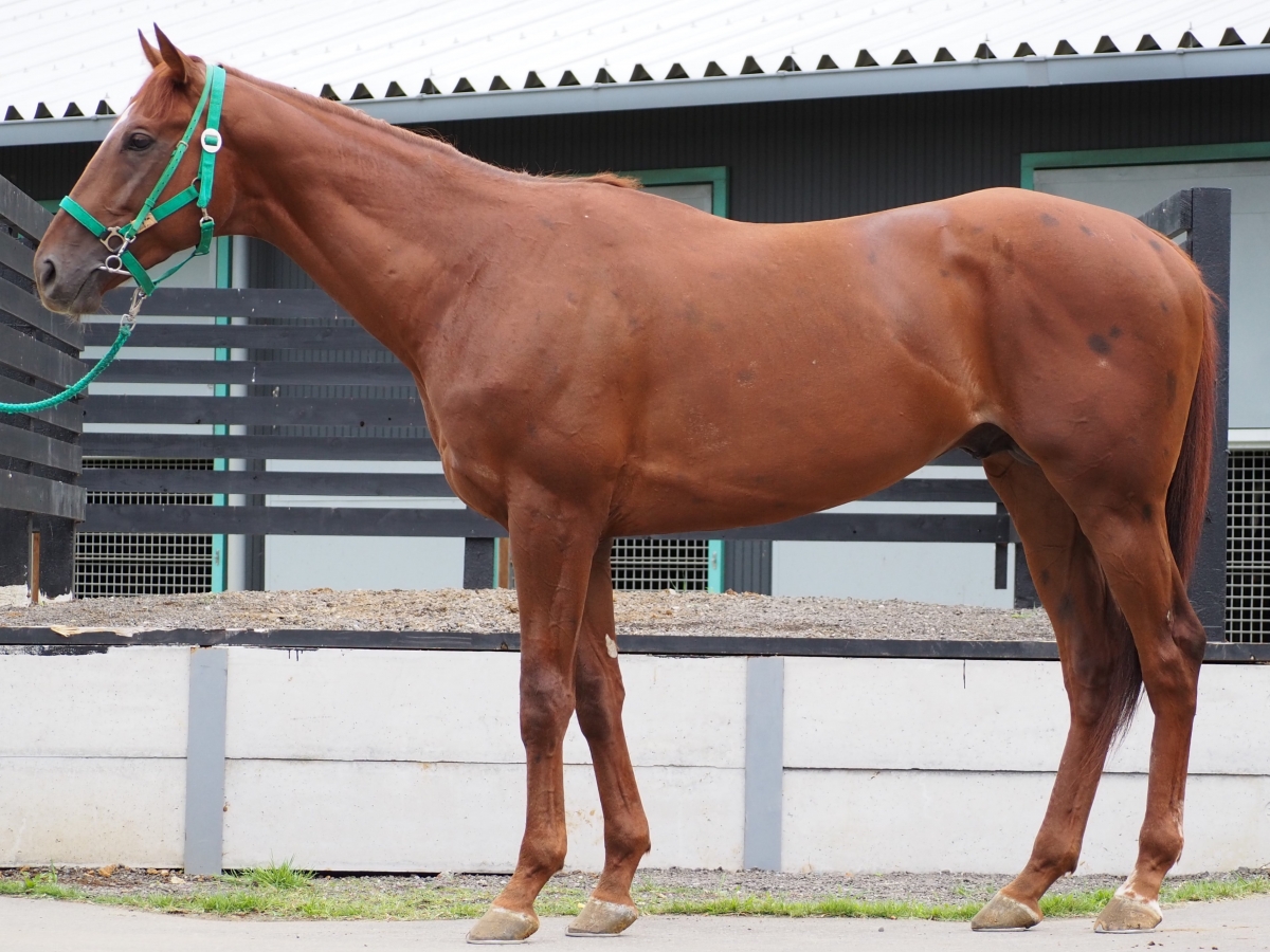 ダヴィンチ Da Vinci 牡 ３歳 中央競馬 登録抹消 サラブレッドオークション