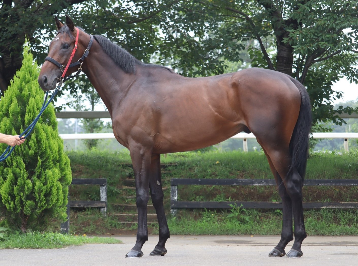 マカレナダンス Macarena Dance 牡 ３歳 中央競馬 登録抹消 サラブレッドオークション