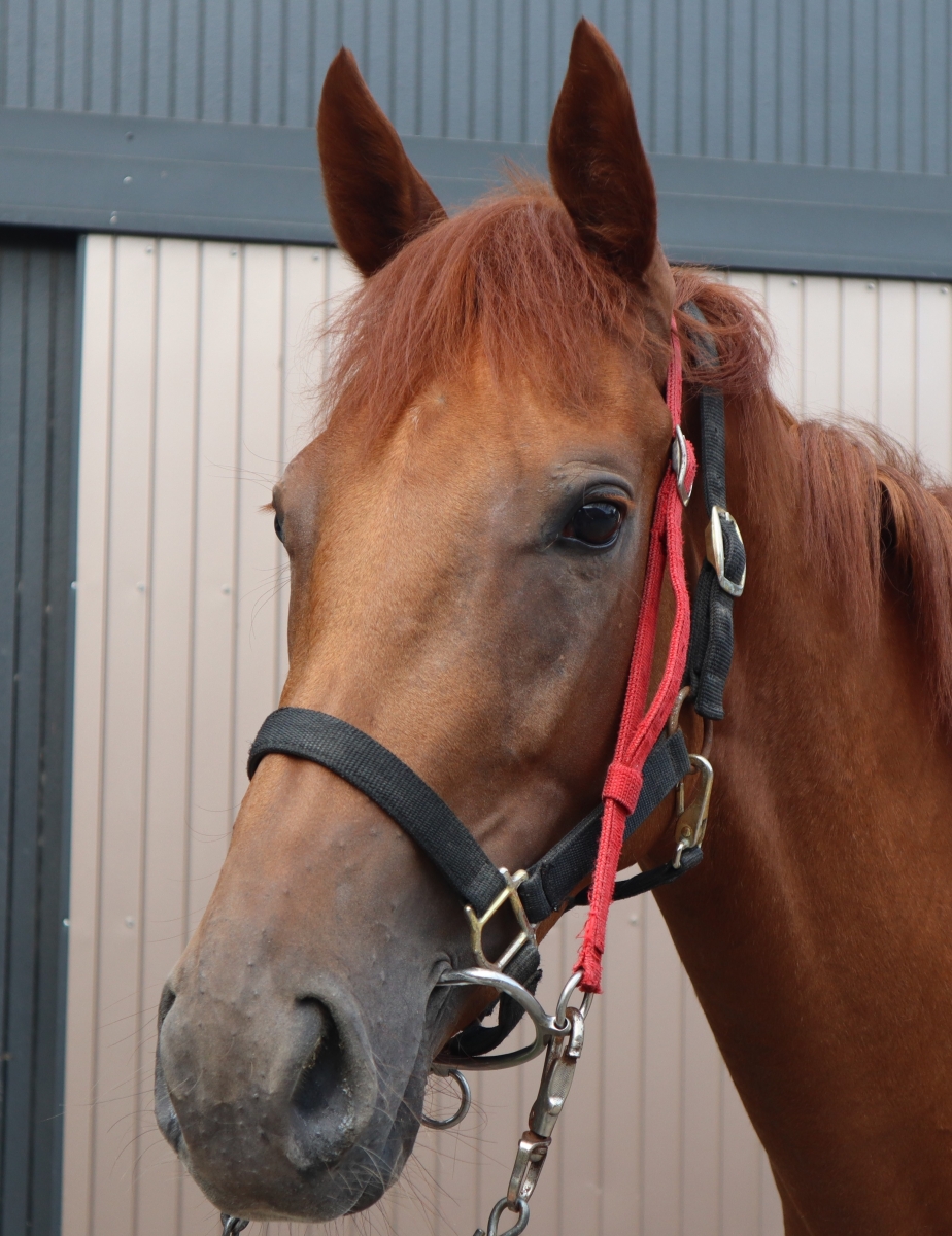 タマモカスターニャ Tamamo Castagna 牝 ２歳 中央競馬 登録抹消 サラブレッドオークション