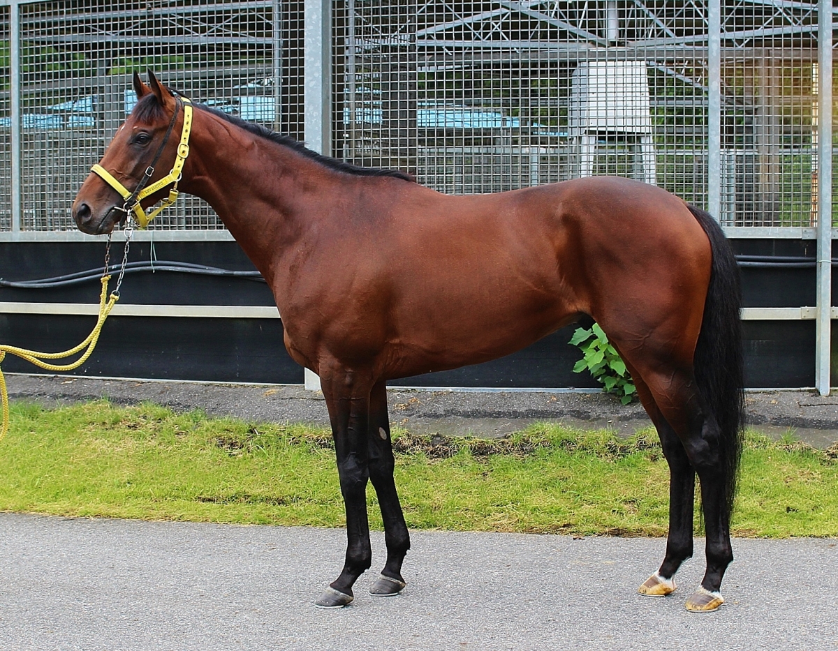 レヴェンスホール Levens Hall 牡 ３歳 中央競馬 登録抹消 サラブレッドオークション