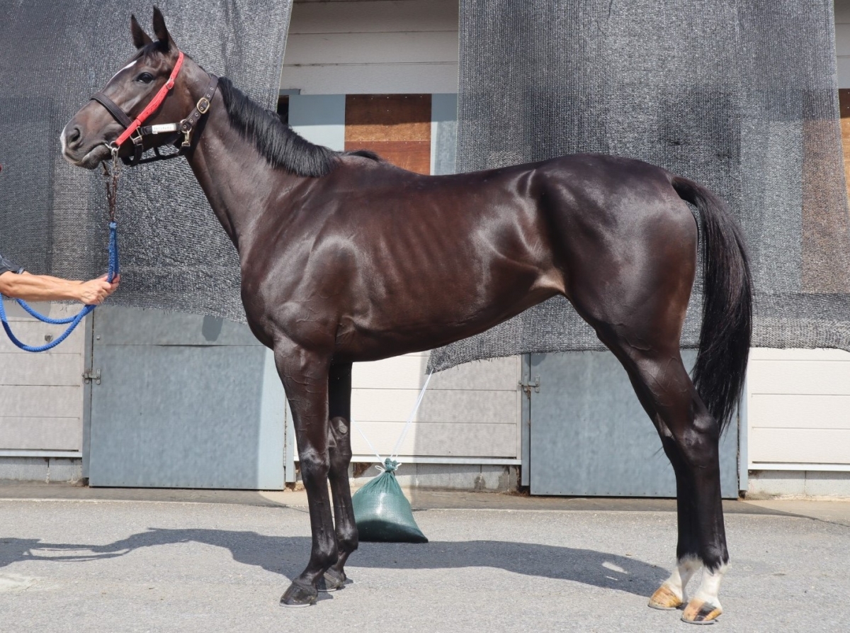 チェインドレディー Chained Lady 牝 ３歳 中央競馬 登録抹消