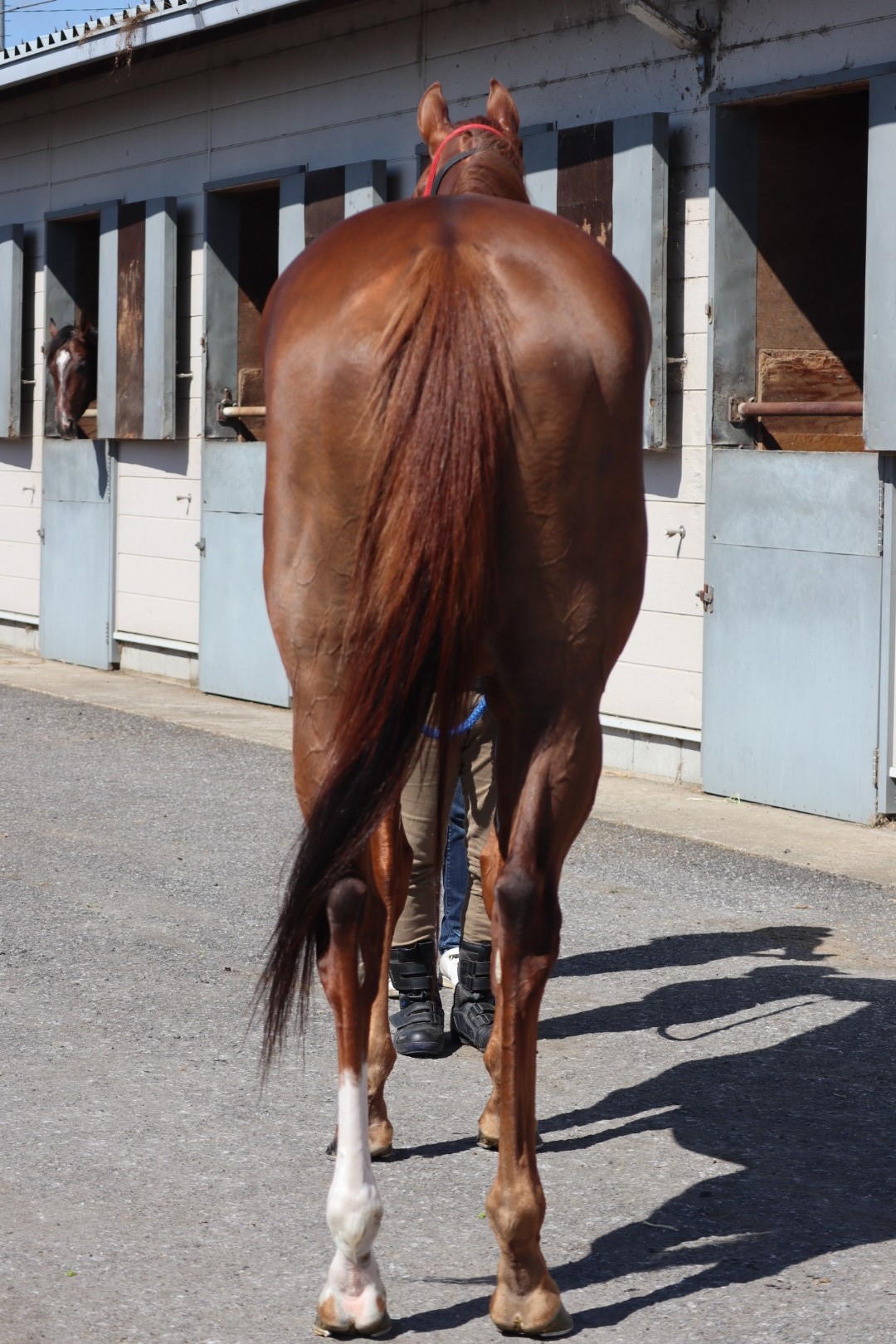 ファートゥア Fatua 牝 ３歳 中央競馬 登録抹消 サラブレッドオークション