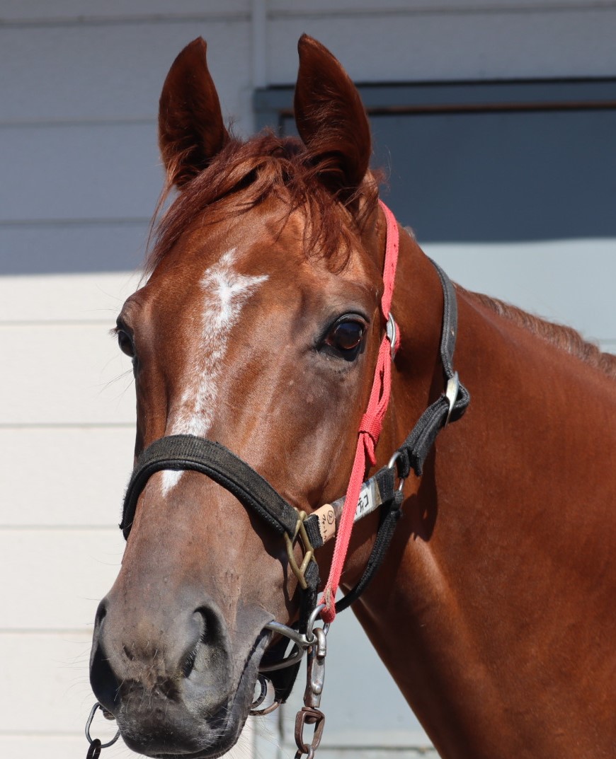 ファートゥア Fatua 牝 ３歳 中央競馬 登録抹消 サラブレッドオークション