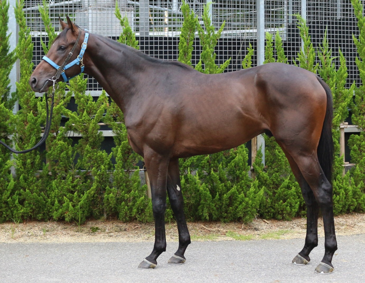 ナムラアイガー Namura Eiger 牡 ２歳 中央競馬 登録抹消 サラブレッドオークション