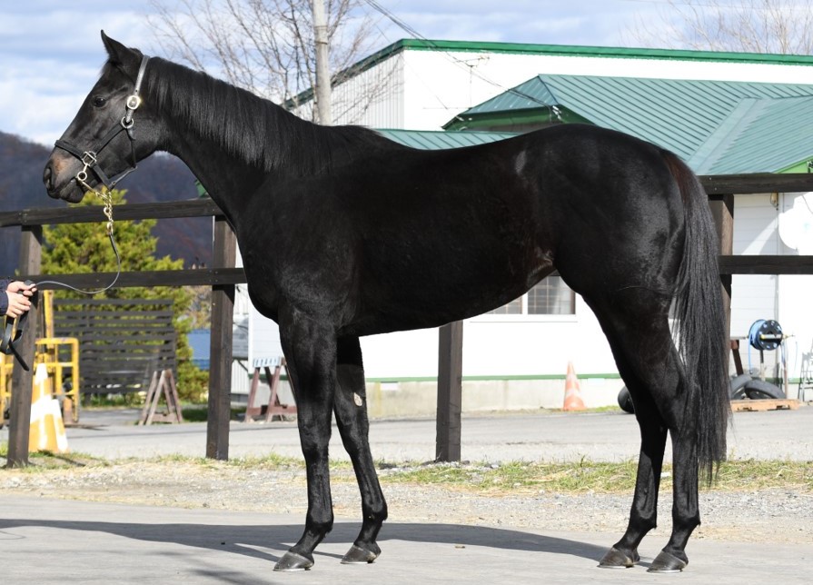 アアラヴァ Aa Lava 牝 ３歳 地方競馬 在籍 サラブレッドオークション