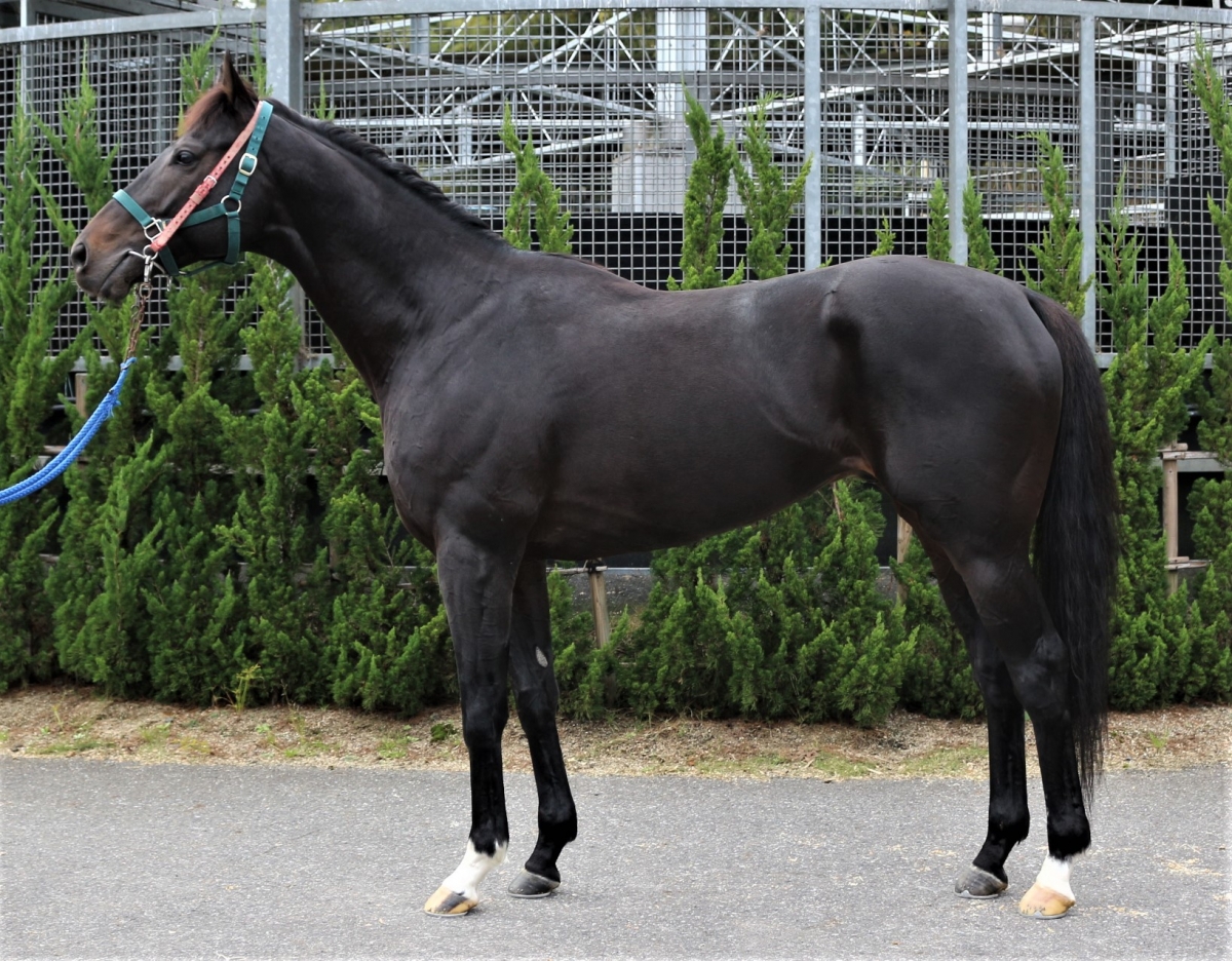 ボナヴィーゴ Bonavigo 牡 ５歳 中央競馬 登録抹消 サラブレッドオークション