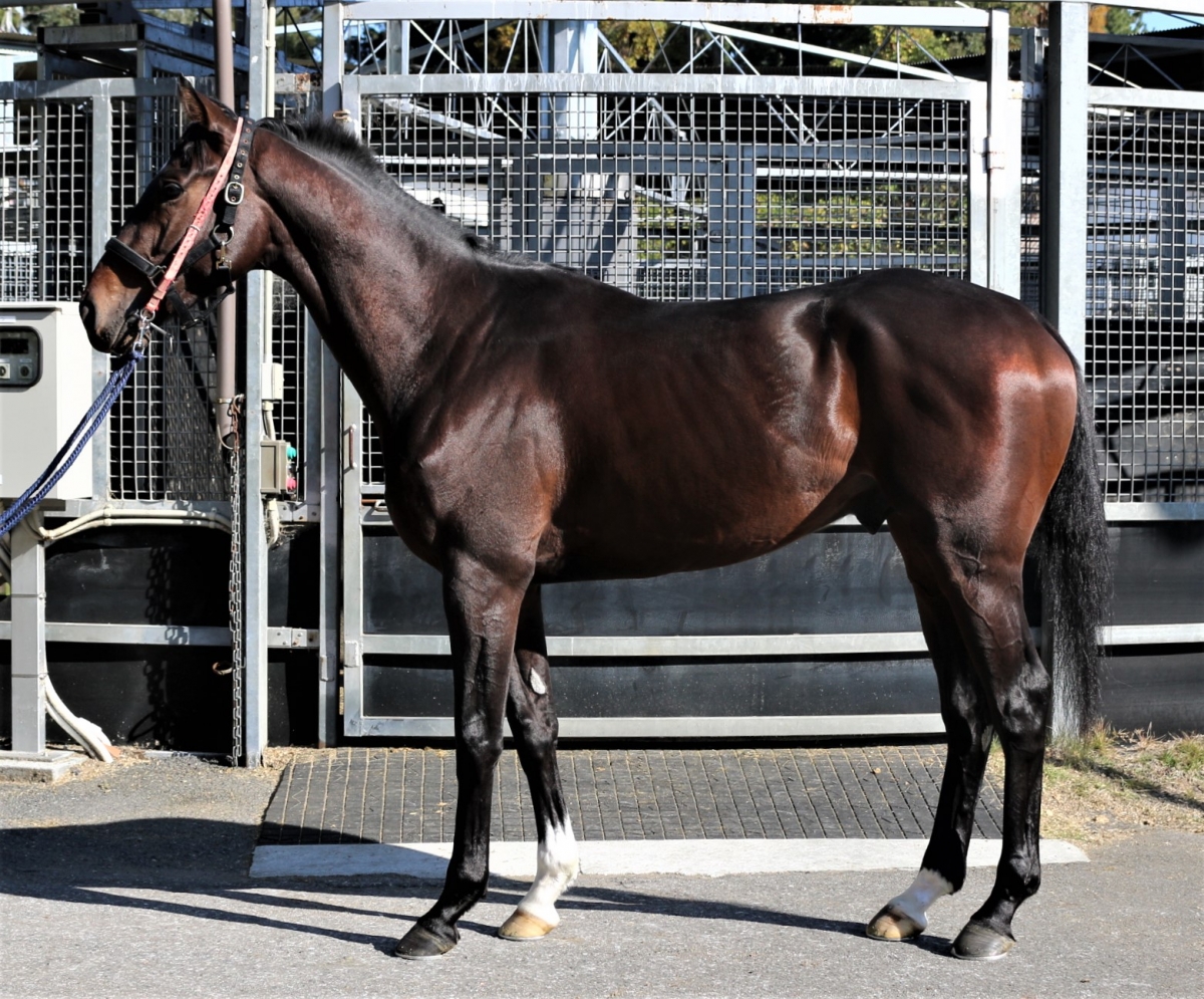 ボディダブル Body Double 牡 ２歳 中央競馬 登録抹消 サラブレッドオークション