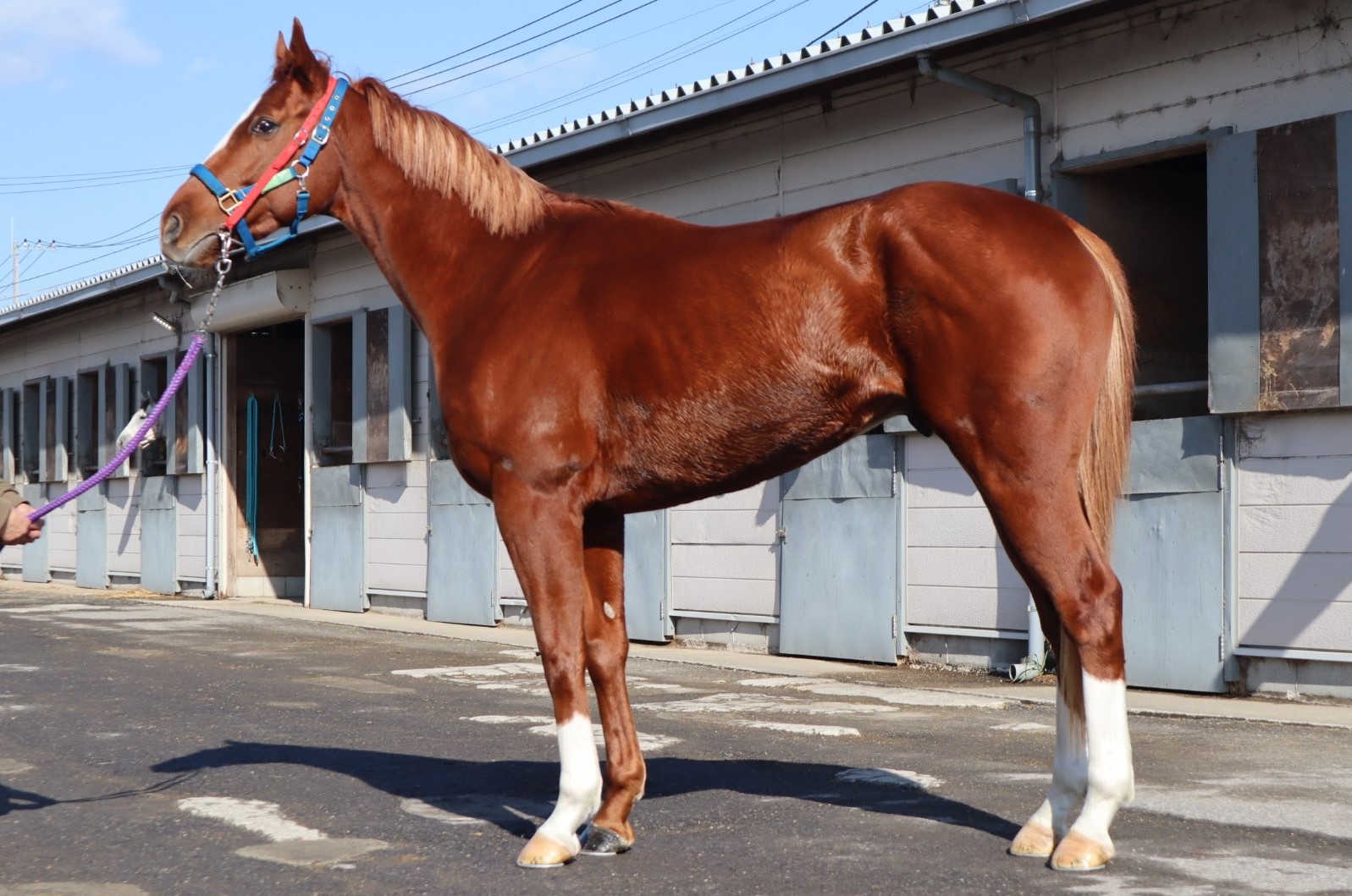 ホルディリディア Holdiridia 牡 ２歳 中央競馬 登録抹消 サラブレッドオークション