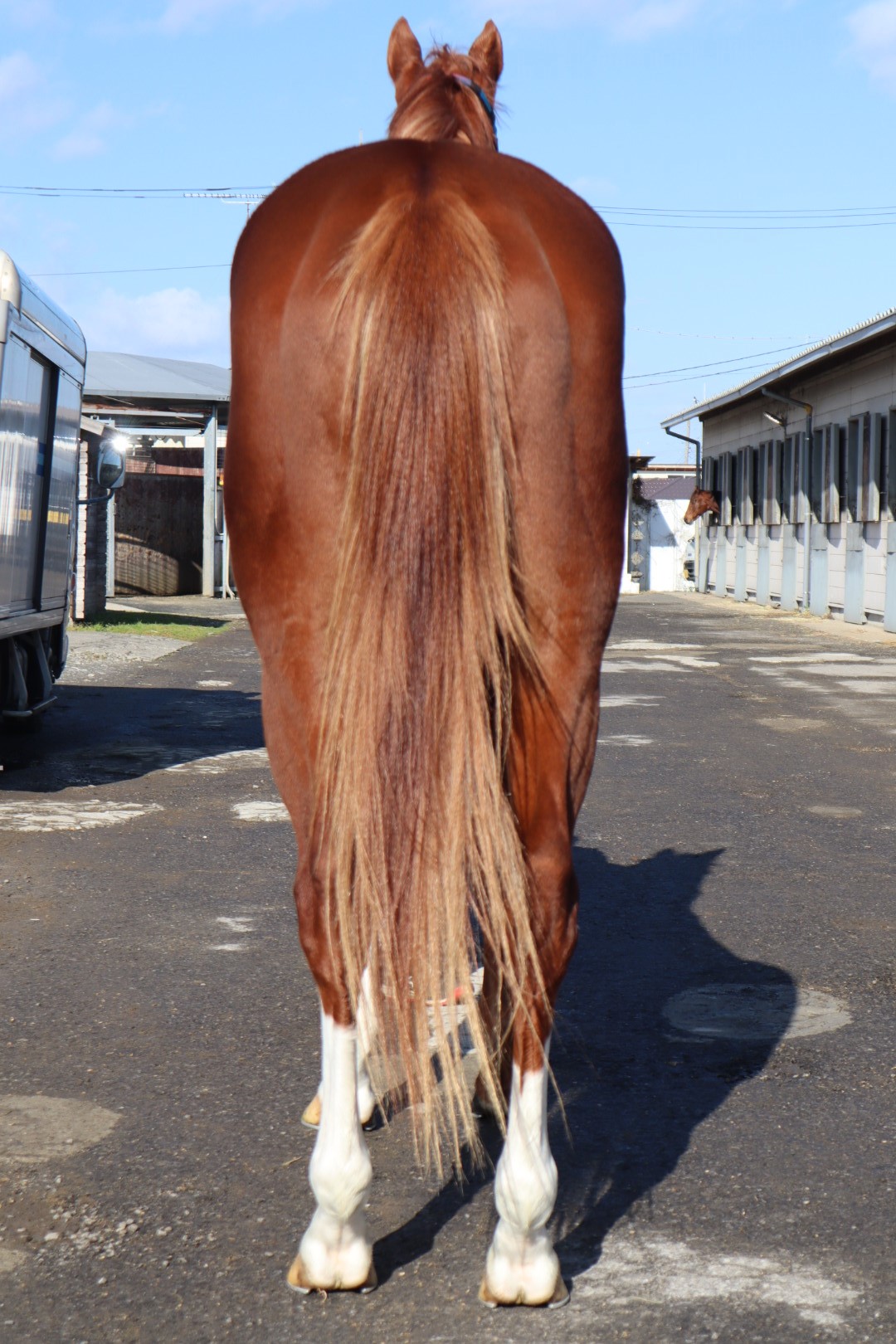 ホルディリディア Holdiridia 牡 ２歳 中央競馬 登録抹消 サラブレッドオークション