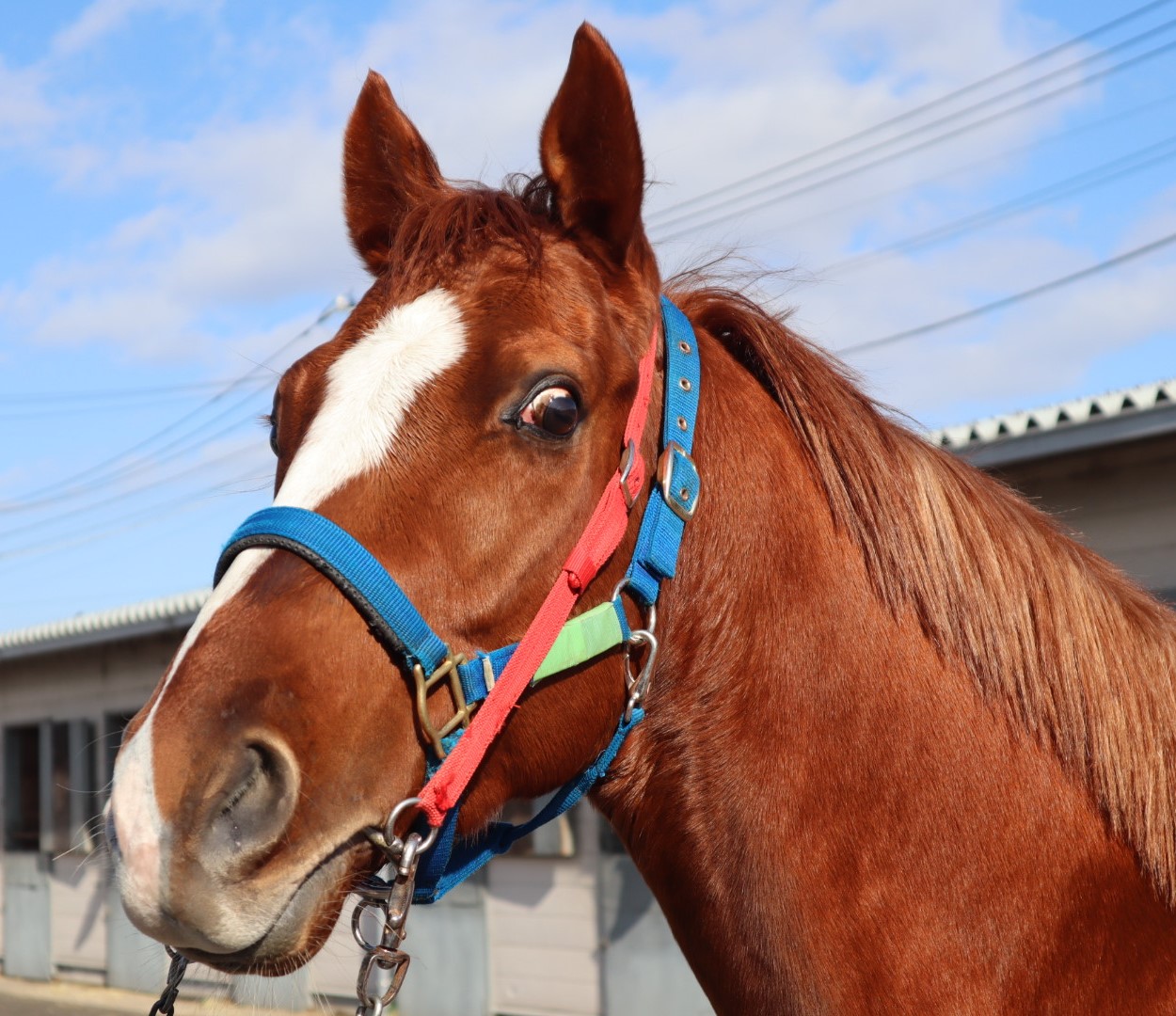 ホルディリディア Holdiridia 牡 ２歳 中央競馬 登録抹消 サラブレッドオークション