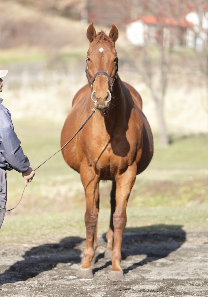 フェイドレス Fadeless 牝 １８歳 繁殖牝馬 受胎 ベーカバド サラブレッドオークション