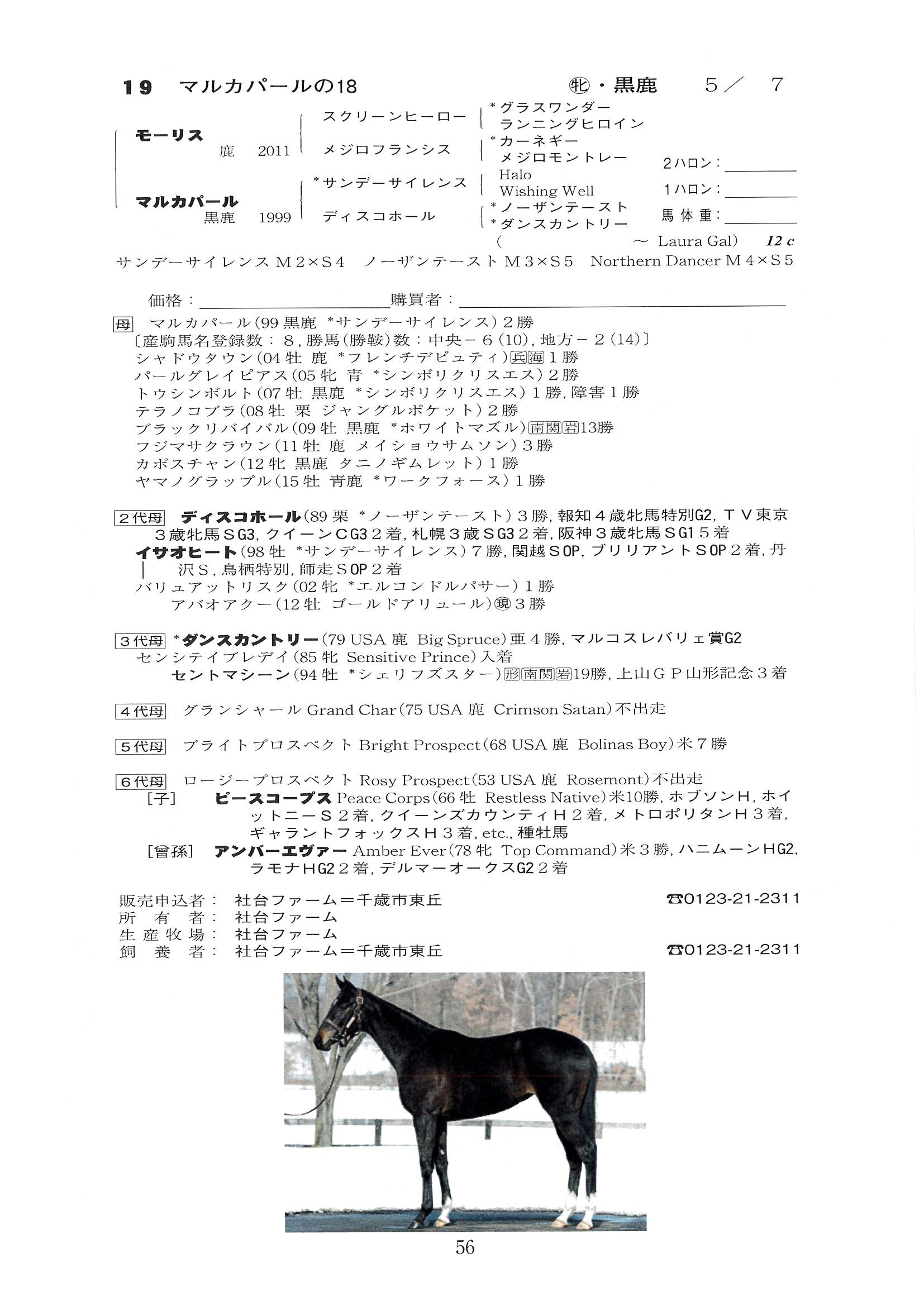 19 マルカパールの18 Maruka Pearl 18 牝 ２歳 千葉サラブレッドセール サラブレッドオークション