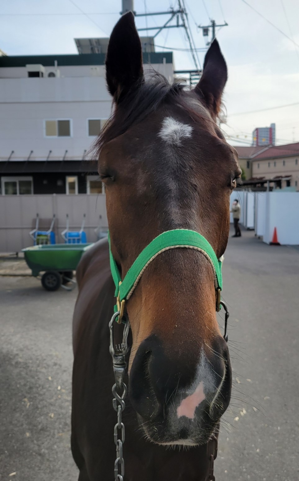 最新作売れ筋が満載 【競馬ファンなら必携!?】名牝馬エリモシックの